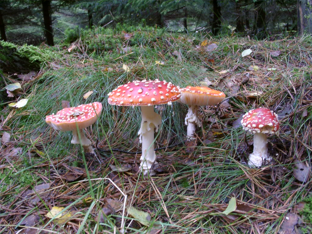 Toadstools